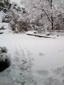 雪その1